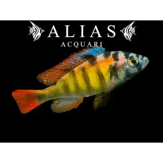 Haplochromis sp. ch 44