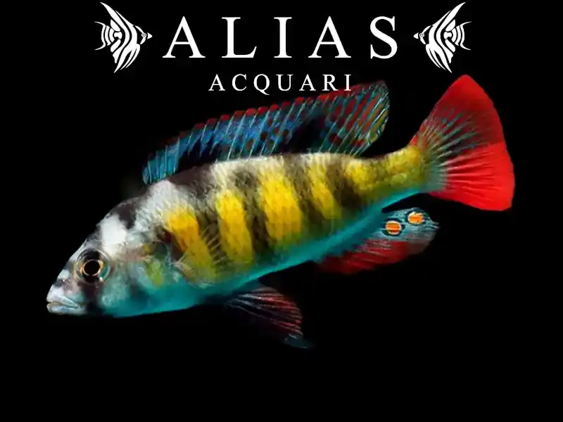 Haplochromis Obliquidens zebra