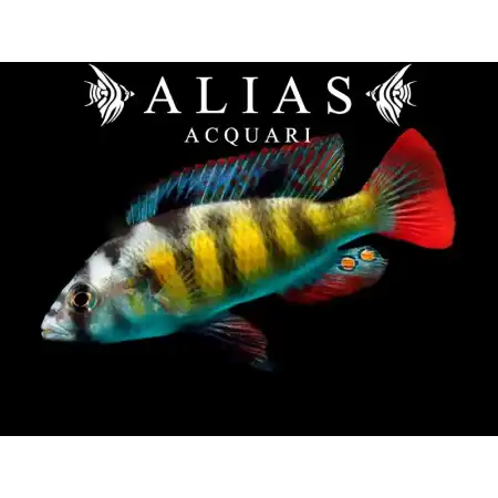 Haplochromis Obliquidens zebra