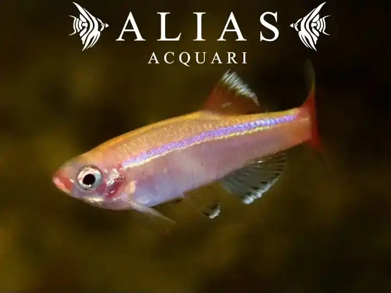 Tanichthys Albonubes gold