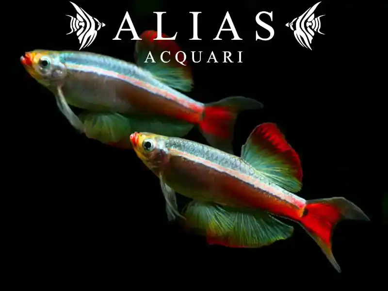 Tanichthys Albonubes long fin