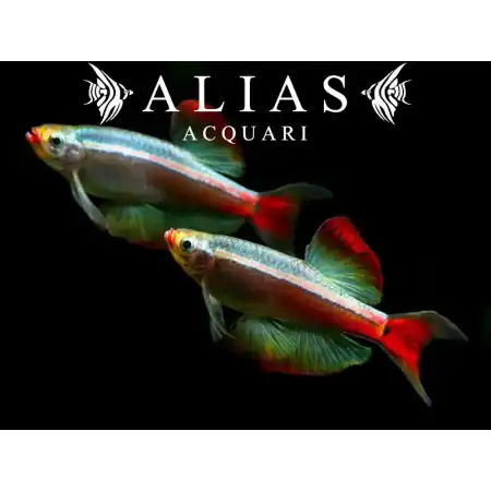 Tanichthys Albonubes long fin