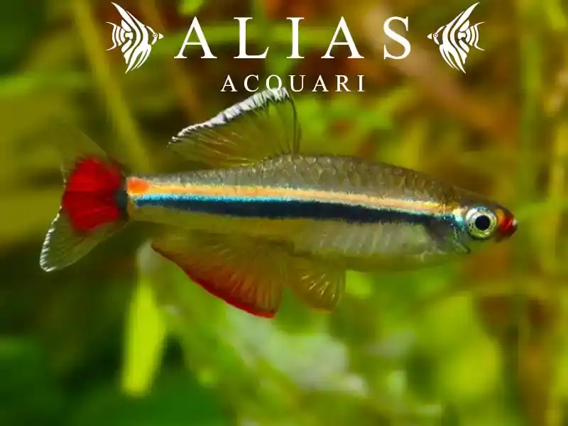 Tanichthys micagemmae