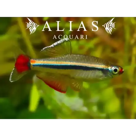 Tanichthys micagemmae