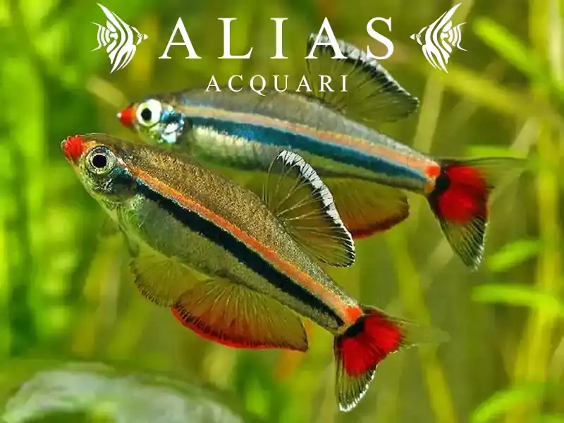 Tanichthys Albonubes