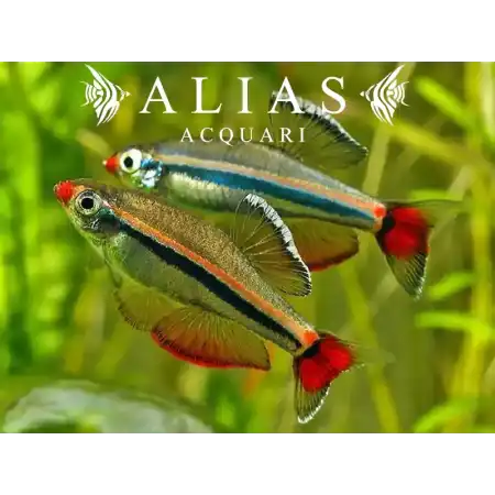 Tanichthys Albonubes