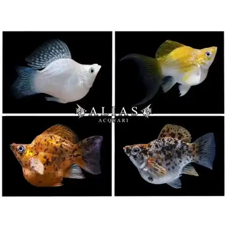 Poecilia latipinna balloon molly mix