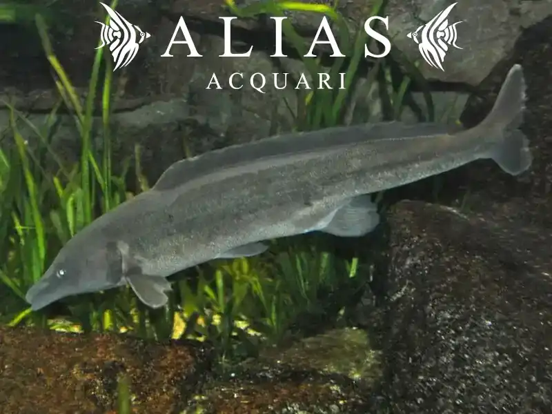 Mormyrus Longirostris