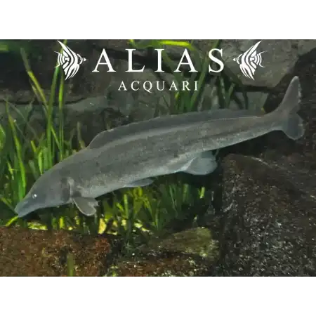 Mormyrus Longirostris