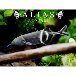 Gnathonemus Petersii