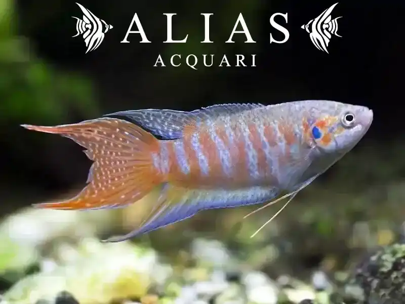 Macropodus Opercularis blue