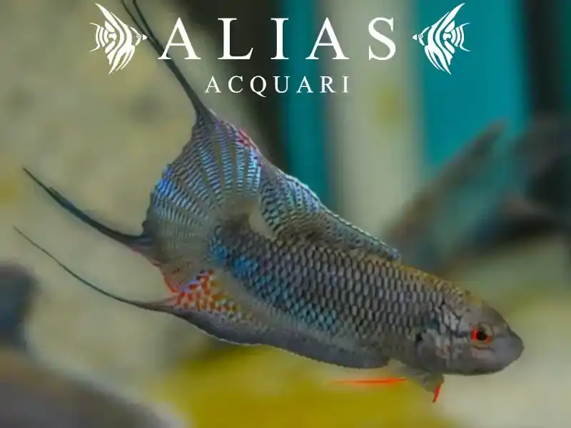 Macropodus Erythropterus