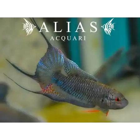 Macropodus Erythropterus