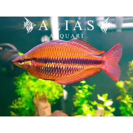 Melanotaenia Trifasciata