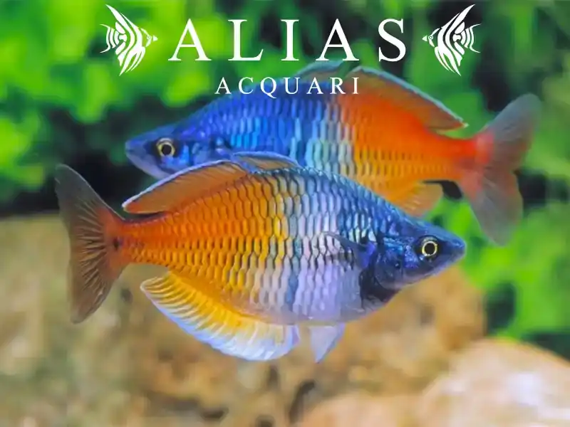 Melanotaenia Boesemani