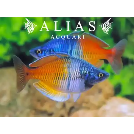 Melanotaenia Boesemani