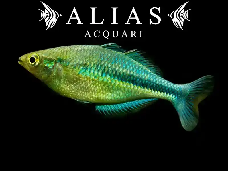 Melanotaenia Lacustris