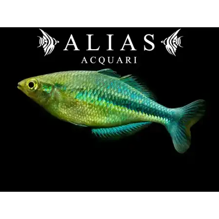 Melanotaenia Lacustris