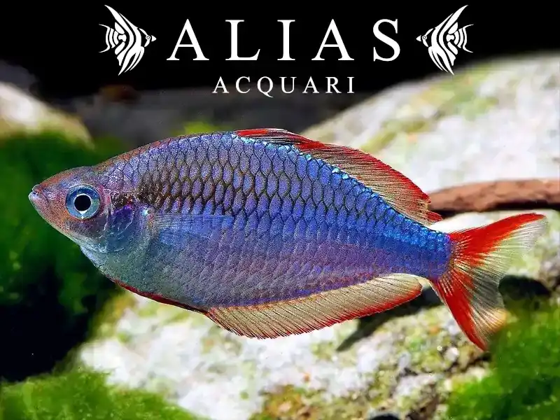 Melanotaenia Praecox