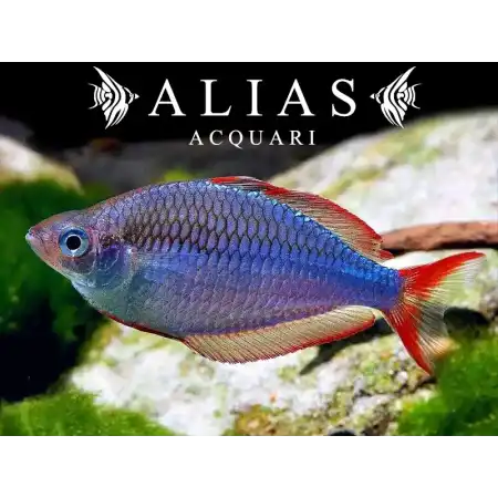 Melanotaenia Praecox