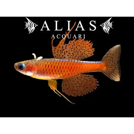 Pseudomugil sp. red neon