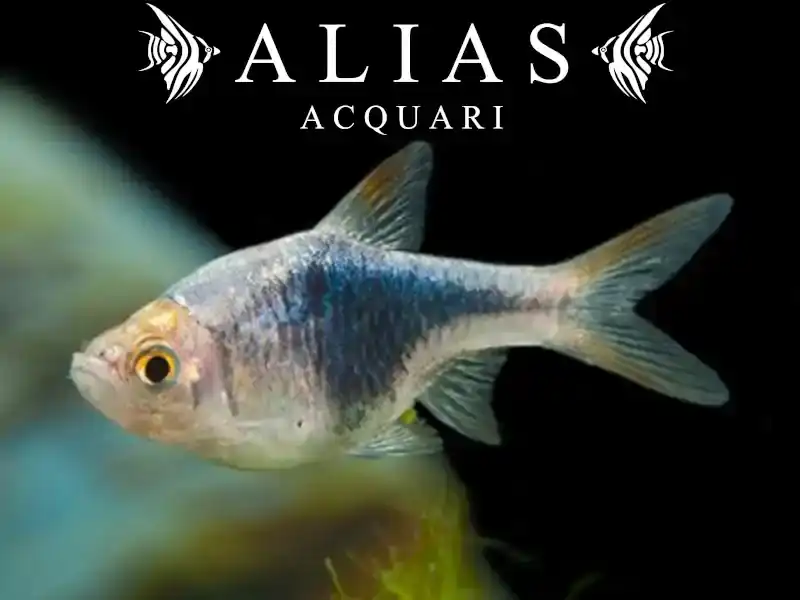 Rasbora Heteromorpha black