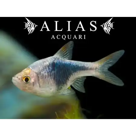 Rasbora Heteromorpha black