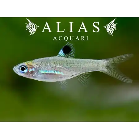 Rasbora Dorsiocellata