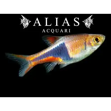 Rasbora Heteromorpha