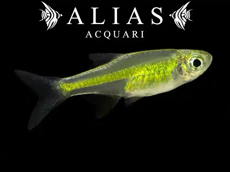 Microrasbora (Microdevario) Kubotai