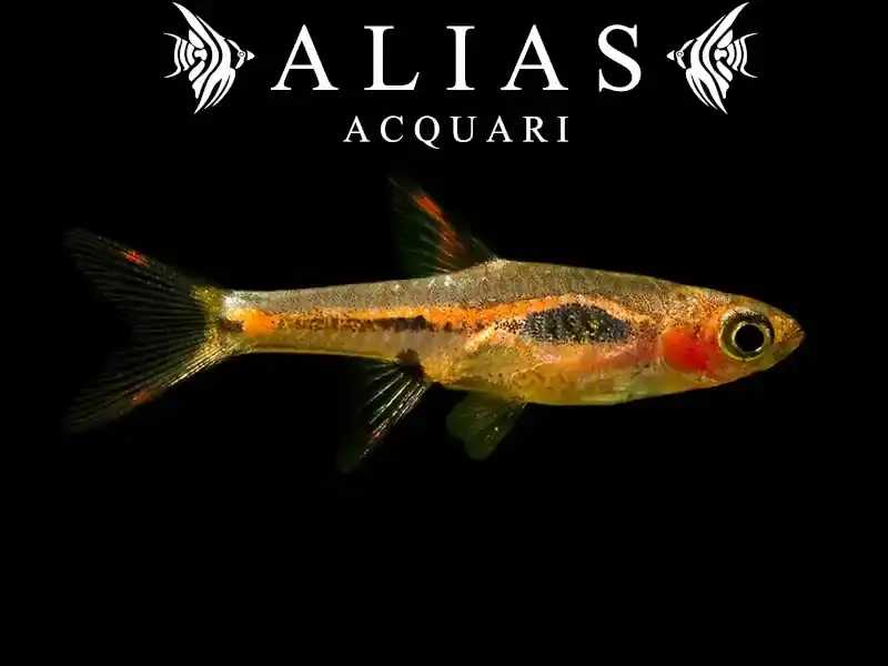 Rasbora Merah