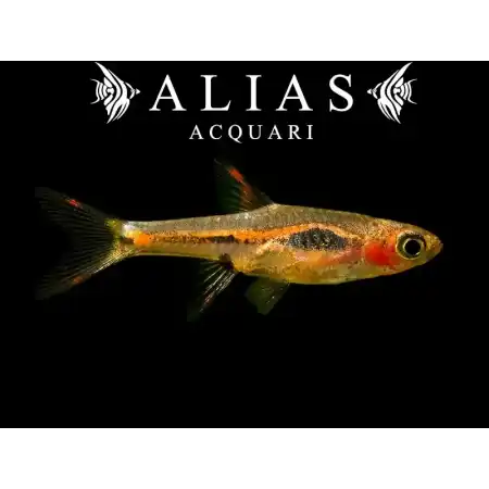 Rasbora Merah
