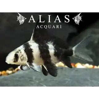 Myxocyprinus asiaticus | Alias Acquari vendita pesci online