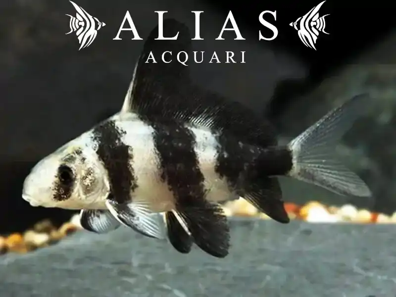 Myxocyprinus asiaticus