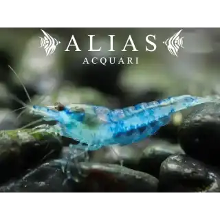 Blue Mary Shrimp