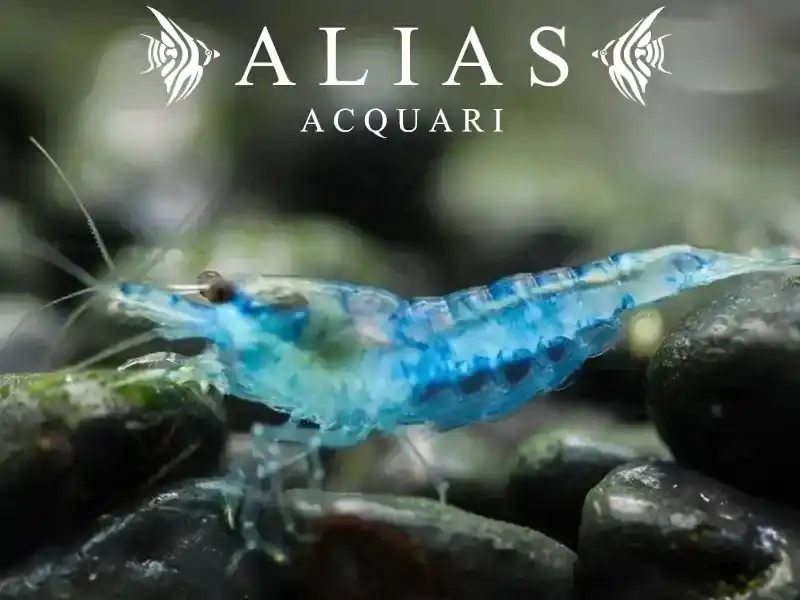 Blue Mary Shrimp