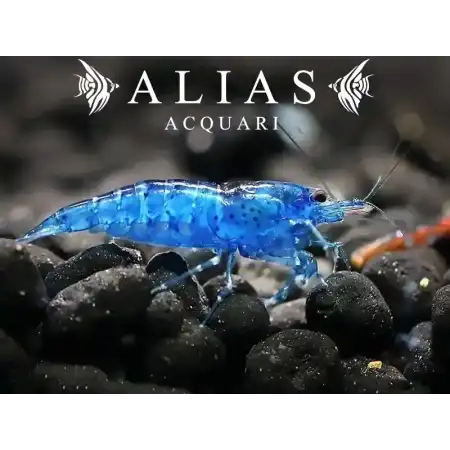 Blue Velvet Shrimp