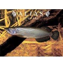 Scleropages jardinii