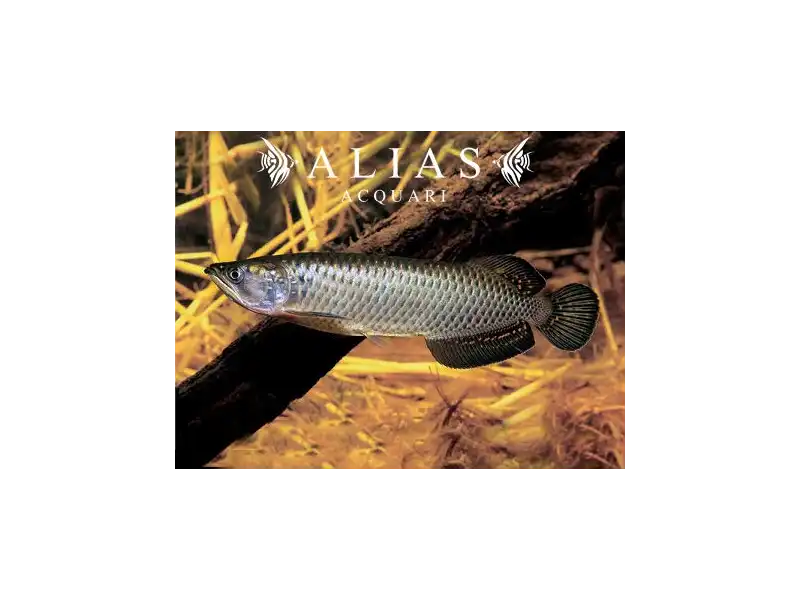 Scleropages jardinii