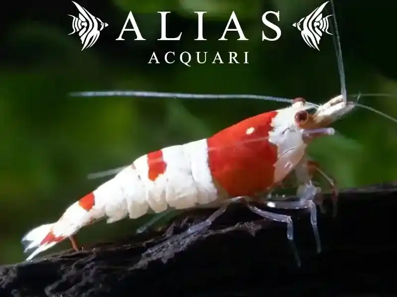 Crystal Red Shrimp