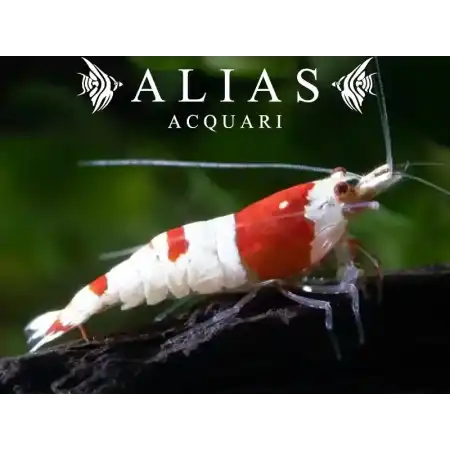 Crystal Red Shrimp