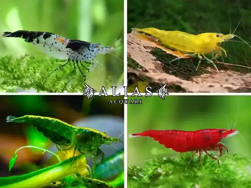 Neocaridina Davidi mix