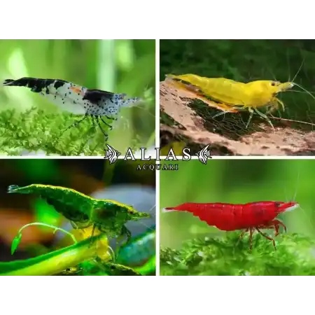 Neocaridina Davidi mix