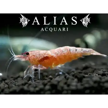 Red Bolt Bee Shrimp