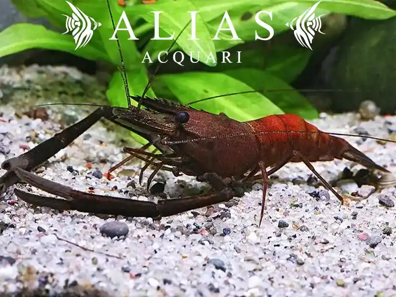 Macrobrachium assamense