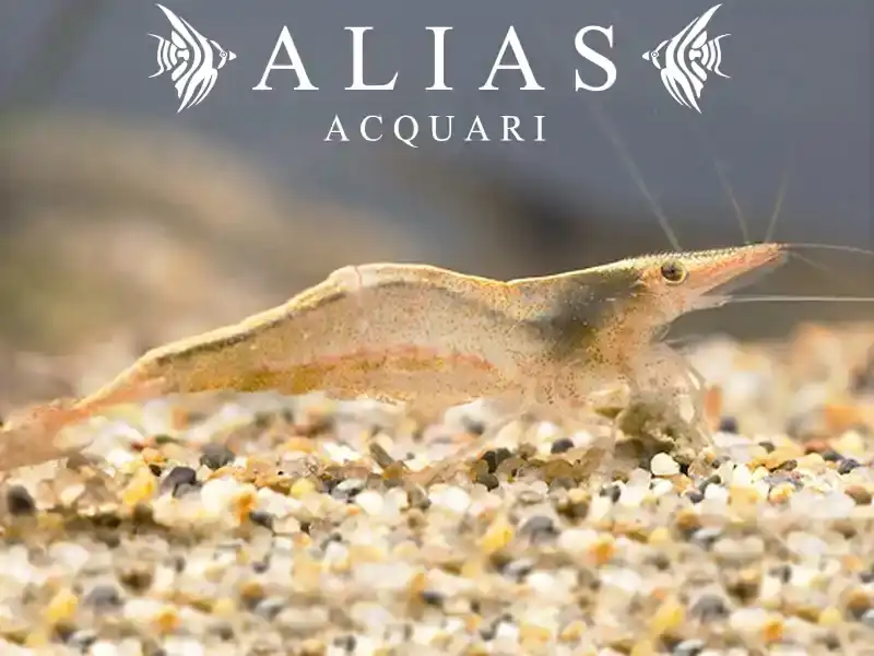 Neocaridina denticulata