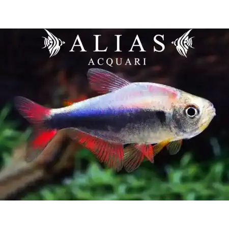 Hyphessobrycon Margitae