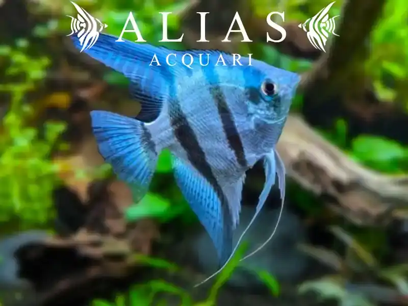 Pterophyllum scalare Blue