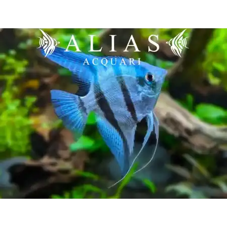 Pterophyllum scalare Blue