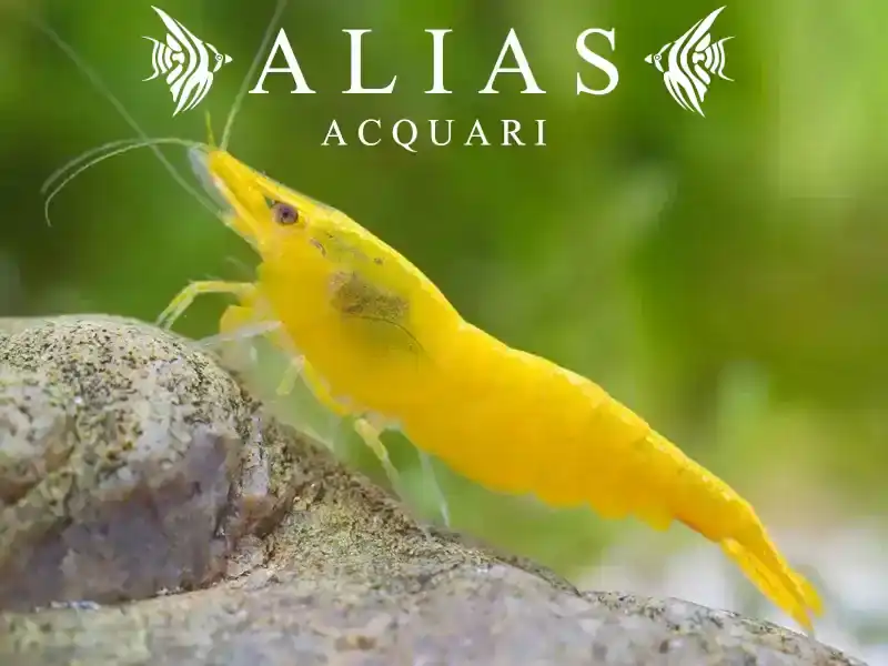 Yellow Neon Shrimp